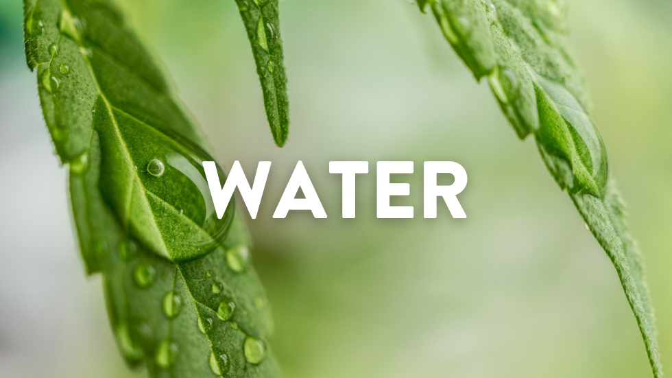 Case Study: Water