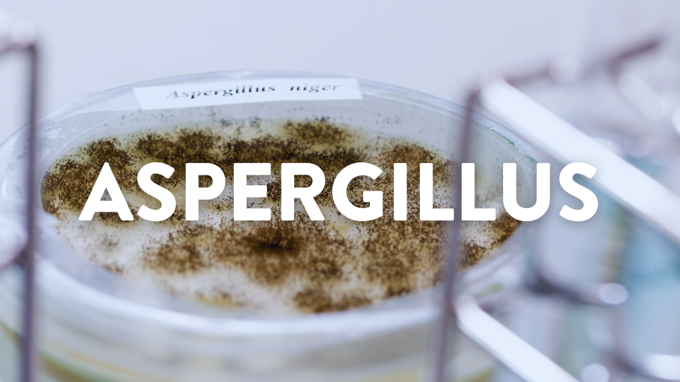 Case Study: Aspergillus